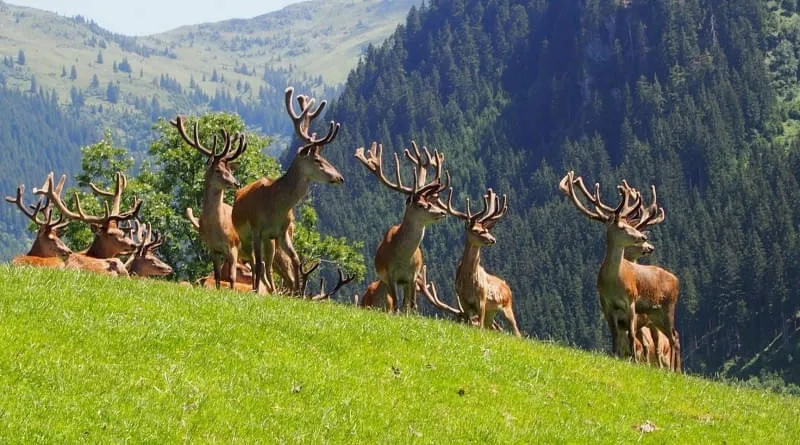 Wildpark-Aurach Wildpark-Aurach